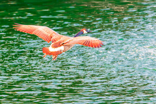 Canada Goose Gliding To Land on Lake