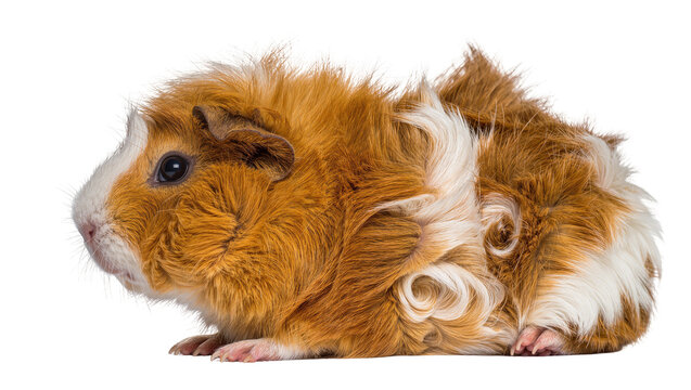 Fluffy brown and white guinea pig with curly fur, isolated on transparent background