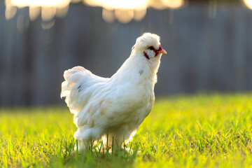 Chicken grazing on green grass. Raising organic poultry on home backyard © bilanol