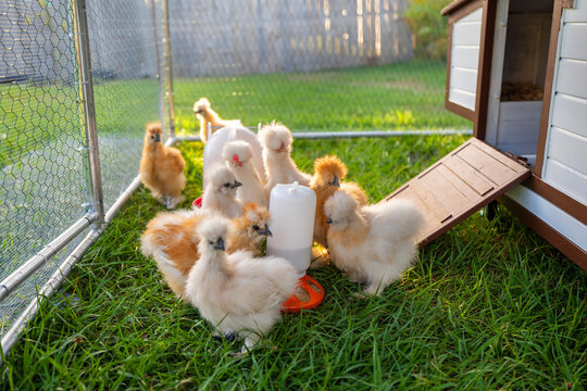 Happy silkie chicks sustainably raised in free range chicken coop. Domestic chicken on small backyard farm