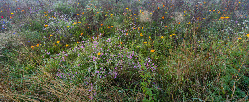 Letzte bunte Blumen mit Ringelblumen und Gr&auml;sern auf Feldblumen Feld bei Nebelwetter am Morgen