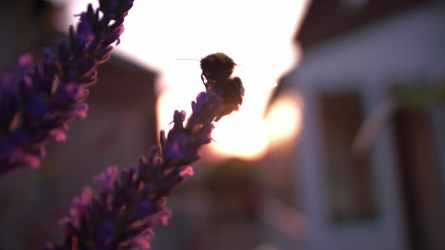 Bumble bee climbing on lavender flower for nectar in golden sunset background