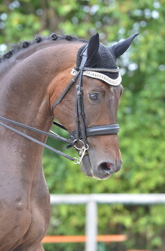 Dressurpferd mit Kandare