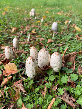 Known as the shaggy ink cap, Coprinus comatus is a distinctive wild mushroom recognized by its white, scaly cylindrical cap that dissolves into a black inky fluid as it matures.