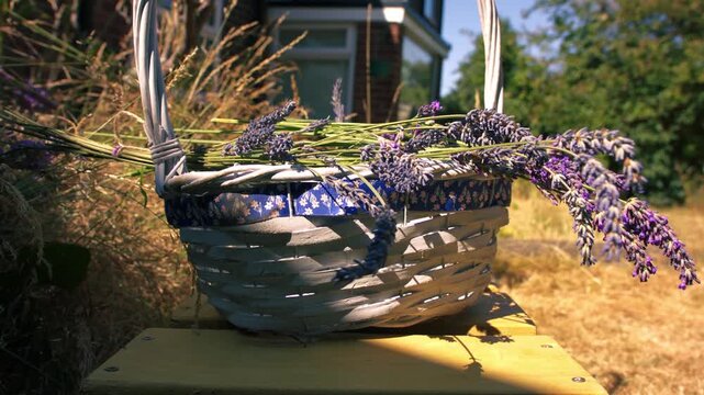 Bunch of lavender flowers in woven basket drying