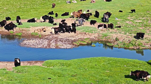 High-angle shot shows a herd of yaks resting and grazing along a winding blue stream in lush green grassland under sunny weather.