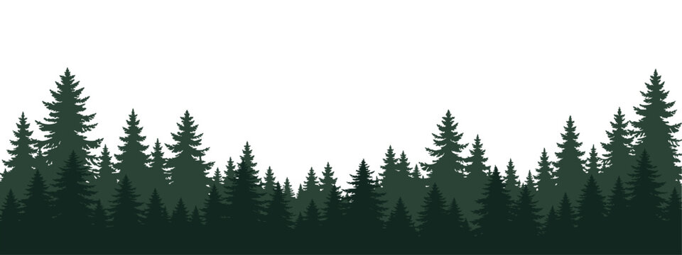 Layered green conifer forest border