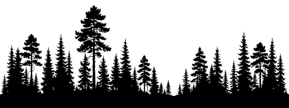 Pine and fir forest silhouette