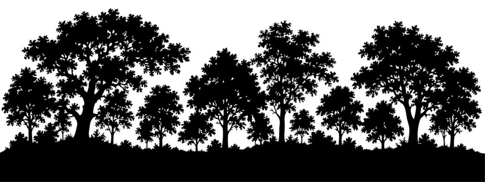 Leafy tree silhouette on rolling ground