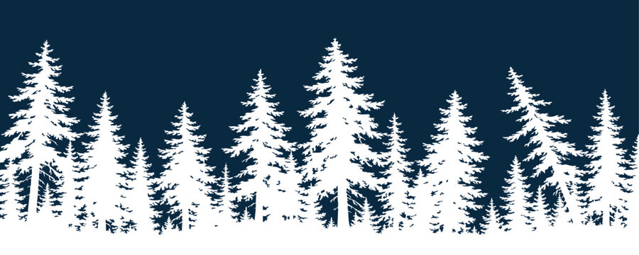 Tall snowy conifers forming a winter border