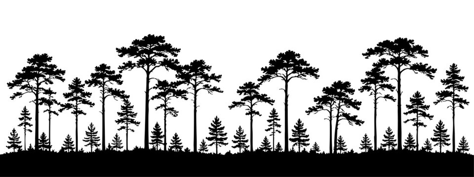 Open woodland silhouette with tall slender trunks