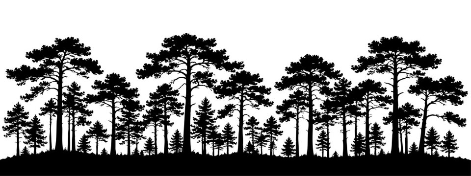 Dense tall trees forest silhouette