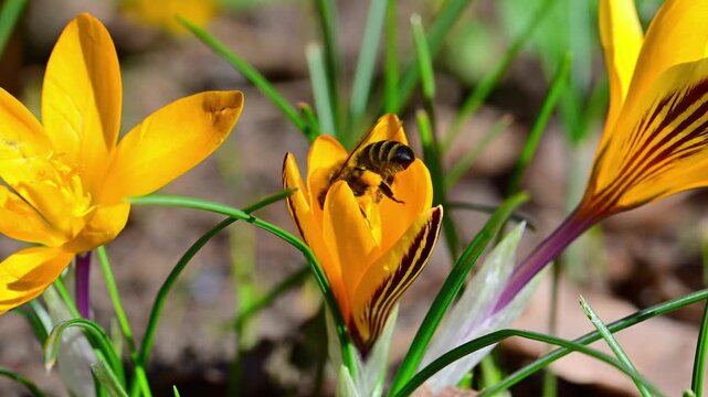A western honey bee (Apis mellifera) collects nectar and pollen from within a yellow crocus flower (Crocus sp.) growing in Ukraine.