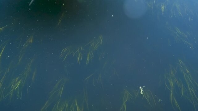 Aquatic plants swaying in flowing river water gently