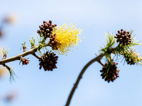 Yellow pollen released from a conifer branch with brown cones