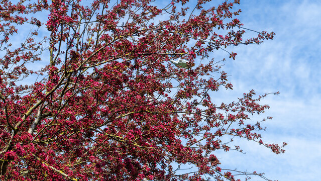 An ornamental apple tree, an ornamental flowering Malus with purple leaves and flowers, such as Malus Scarlett or similar hybrid varieties of flowering app
