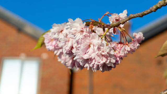 The lush pink flowers of the Japanese cherry (sakura), variety Prunus Kanzan, which is distinguished by its dense, double blossoms