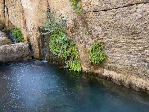 Close-up of natural fresh spring water trickling into a clear blue river pool from mossy rock wall covered with green maidenhair fern plants at K&ouml;pr&uuml;l&uuml; Canyon in Antalya, Turkey.