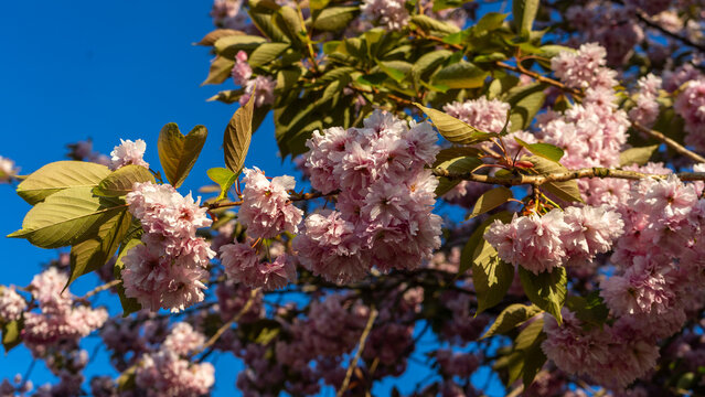 The lush pink flowers of the Japanese cherry (sakura), variety Prunus Kanzan, which is distinguished by its dense, double blossoms on a blue sky