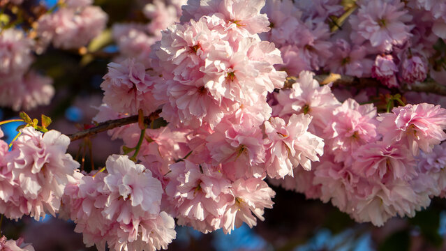 The lush pink flowers of the Japanese cherry (sakura), variety Prunus Kanzan, which is distinguished by its dense, double blossoms