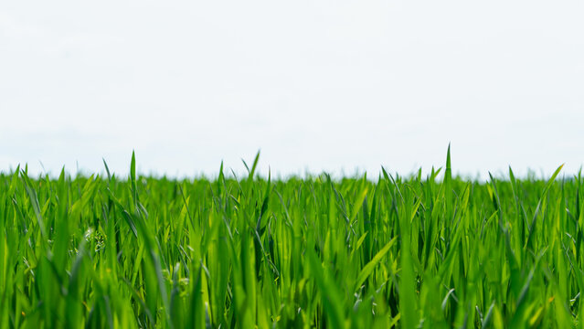 A young, green field with lush stalks of agricultural cereal crops. A field of green grass on a sunny day