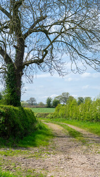 A rural dirt or gravel path running between dense, tall green hedges and fields in the countryside