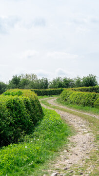 A picturesque dirt country road winding between green hedgerows and fields under a cloudy sky
