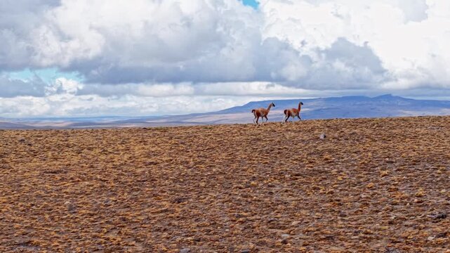 Two guanacos walking in an arid highland landscape