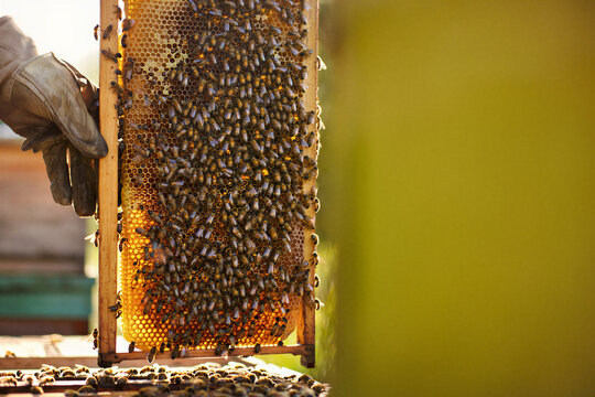 Worker bees crawling over capped honeycomb on a wooden hive frame