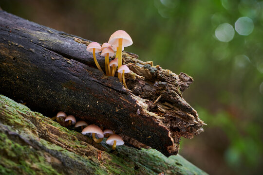 Mycena renati