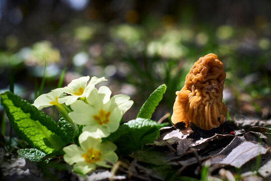 Edible mushrooms Ptychoverpa bohemica