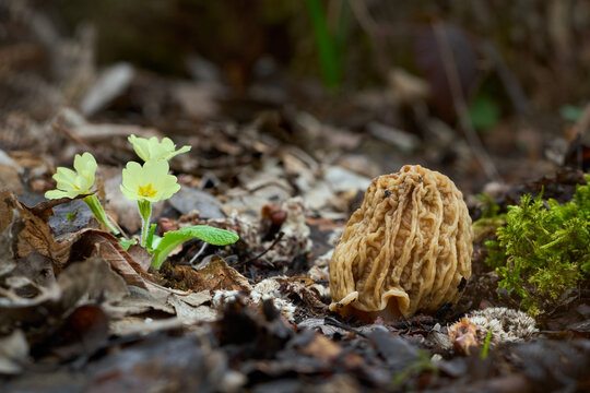 Edible mushrooms Ptychoverpa bohemica
