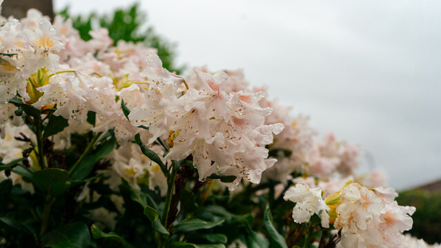 Rhododendron &lsquo;Cunningham's White&rsquo; is a popular evergreen flowering shrub that produces an abundance of dense, white flowers