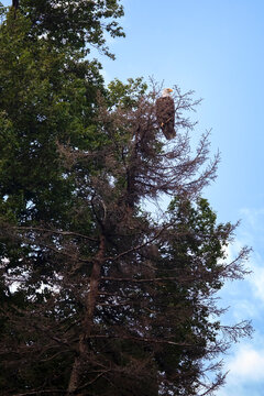 Bald eagle on a tree in Homer, Alaska