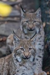 Luchs im Herbst © Markus