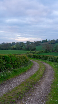 A picturesque dirt country road winding between green hedgerows and fields under a cloudy sky, hedge