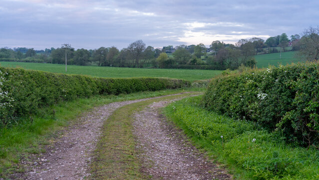 A picturesque dirt country road winding between green hedgerows and fields under a cloudy sky