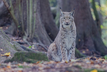 Luchs im Herbst © Markus