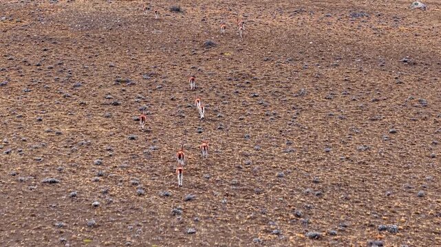 Group of Guanacos in Andean Landscape