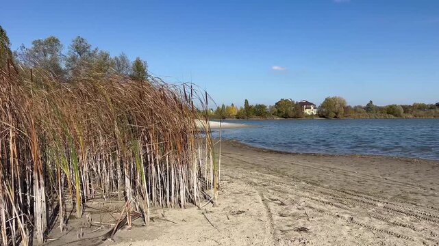 Dry reeds growing along sandy lakeshore beside blue water under clear autumn sky, peaceful natural wetland landscape on sunny day