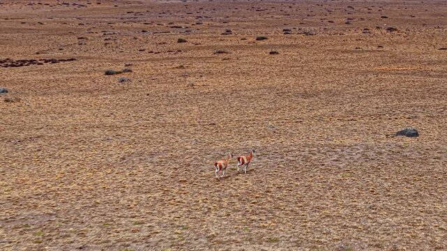 Two guanacos in a vast arid landscape