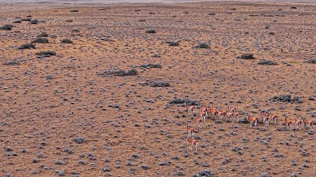 Herd of guanacos walking in a vast arid steppe landscape