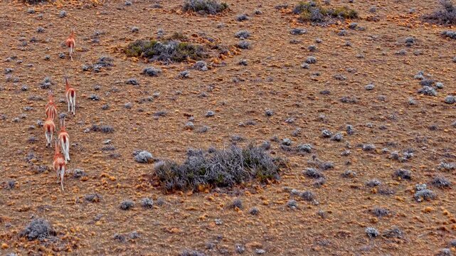 Group of wild guanacos in an arid Patagonian landscape