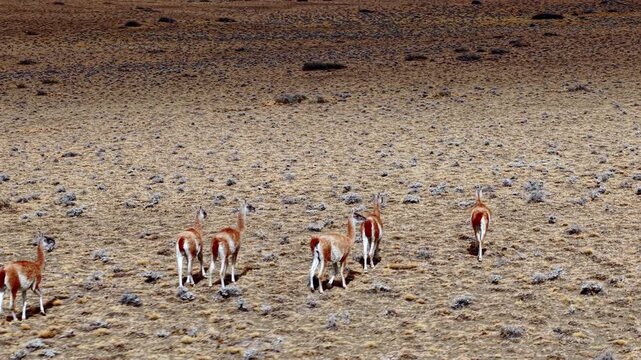 Herd of Guanacos in Arid Andean Landscape