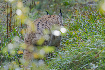 Luchs im Herbst © Markus