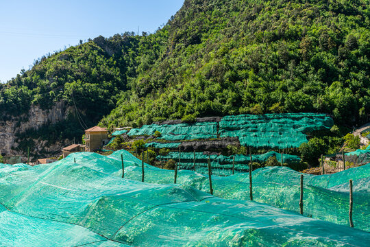 Scenic summer sight in Amalfi with lemon cultivation, Province of Salerno, Campania, Italy.