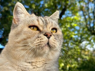 Portrait of pretty cat feline  © OLENA LIALINA