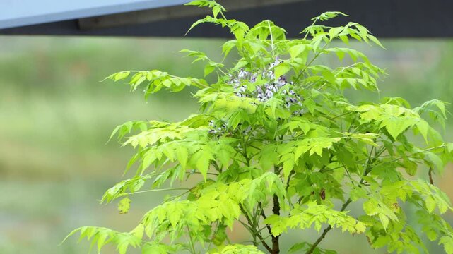 Fresh lime green tree leaves blooming with tiny purple flowers swaying softly in breeze