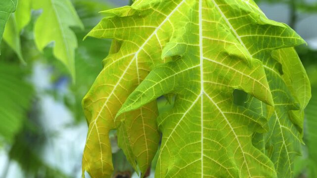 Close up of diseased yellowing papaya leaf showing vein clearing symptoms in outdoor farm