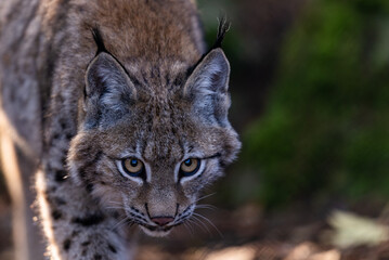 Junger Luchs © Markus